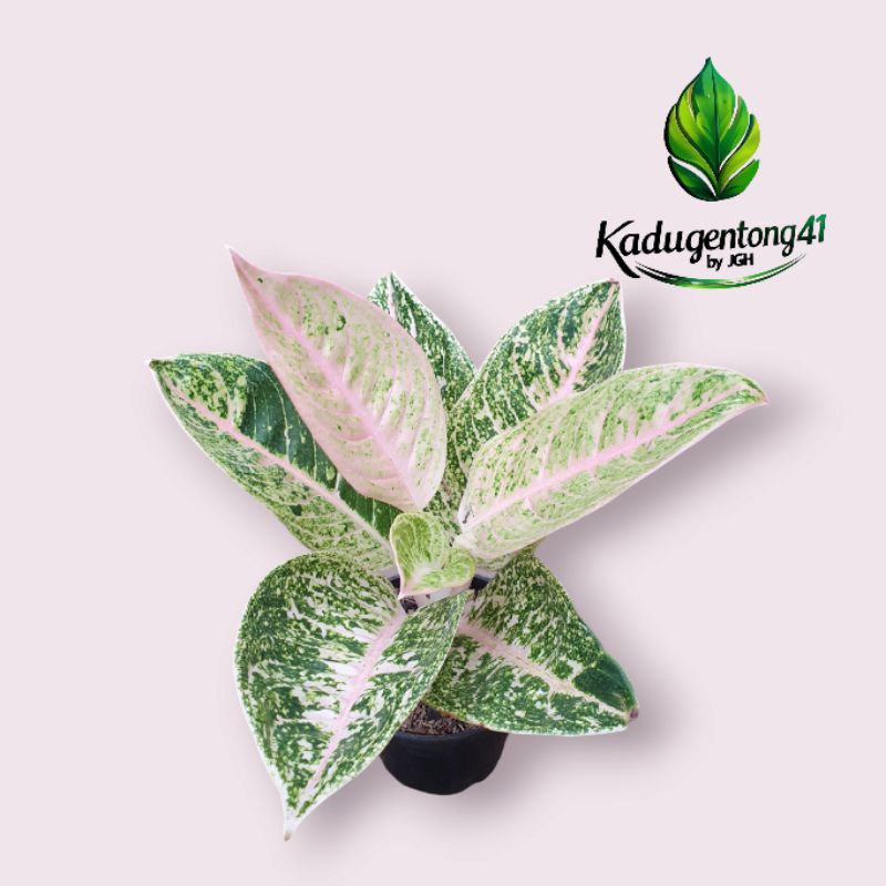 Aglonema Mutiara