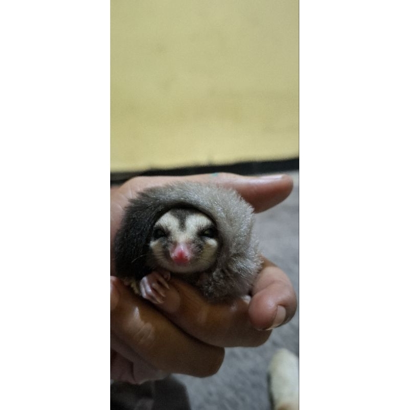 sugar glider grey jantan / sugar glider malang jawa timur
