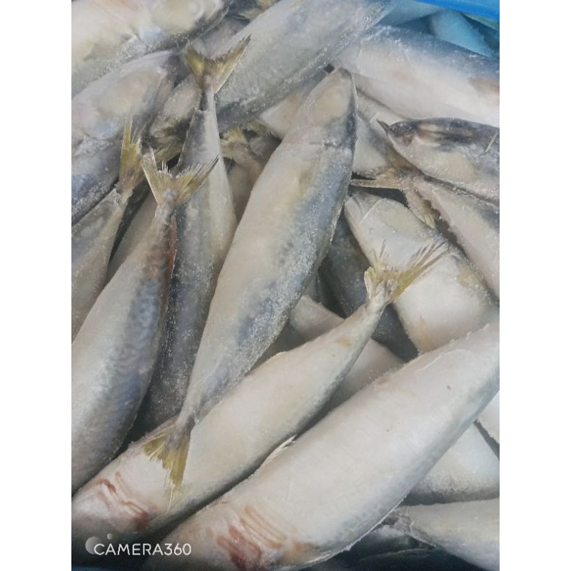 

ikan salem 1 kg isi 8 SD 10 murah banget