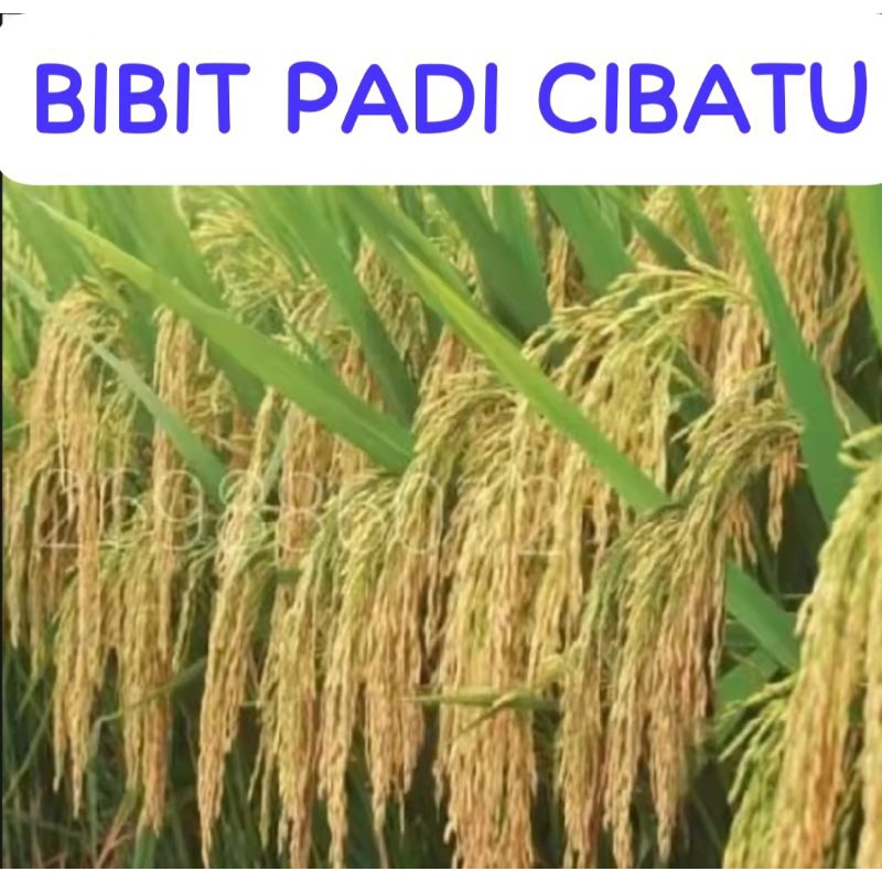 BIBIT PADI CIBATU                       Kemasan 10 Kg