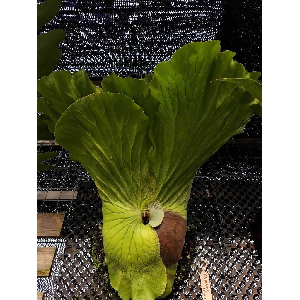 Platycerium Elephantotis Hijau atau Simbar Gajah Hijau