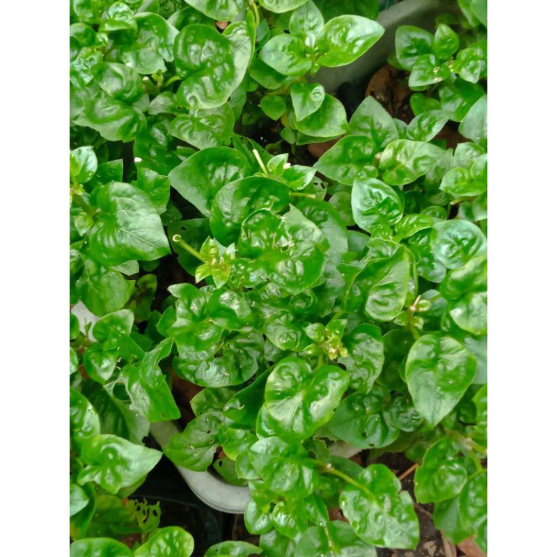 bibit stek bayam Brazil