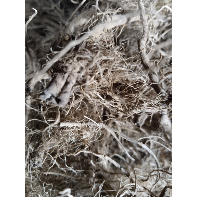 

akar ciplukan/cecenet KERING 100gram