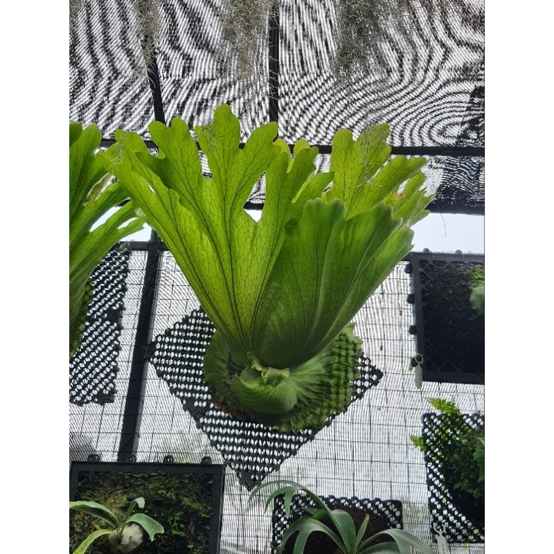 platycerium grande perform