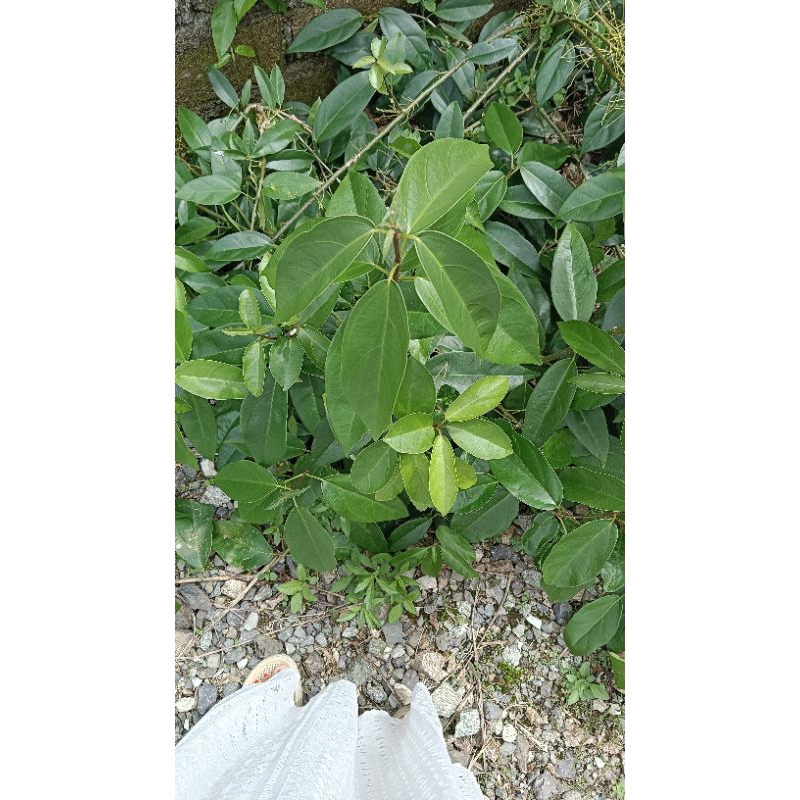 

DAUN CINCAU HIJAU SEGAR 100 GRAM