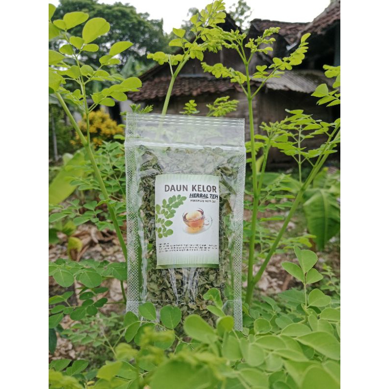 

herbal teh daun kelor asli original
