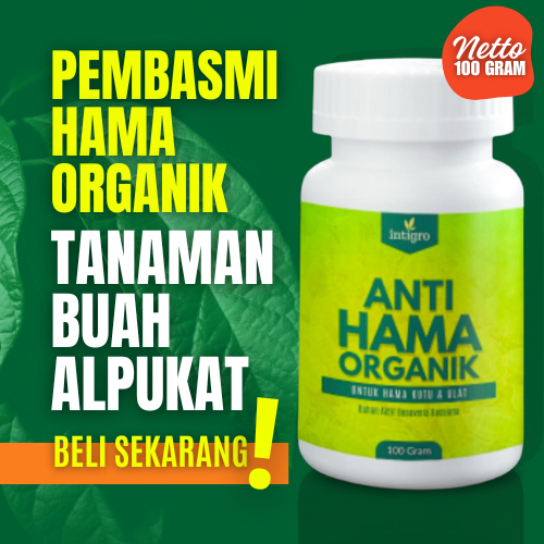 Obat Pestisida Organik Pembasmi Hama Tanaman Buah Alpukat Obat Hama Alpukat Kutu Putih Ulat Daun