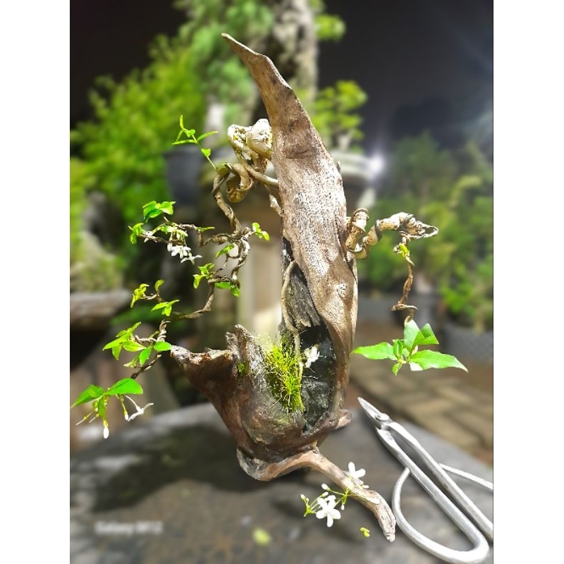 bonsai anting putri pot kayu santigi(pohon sudah 2thn di pot kayu)jadi pasti hidup