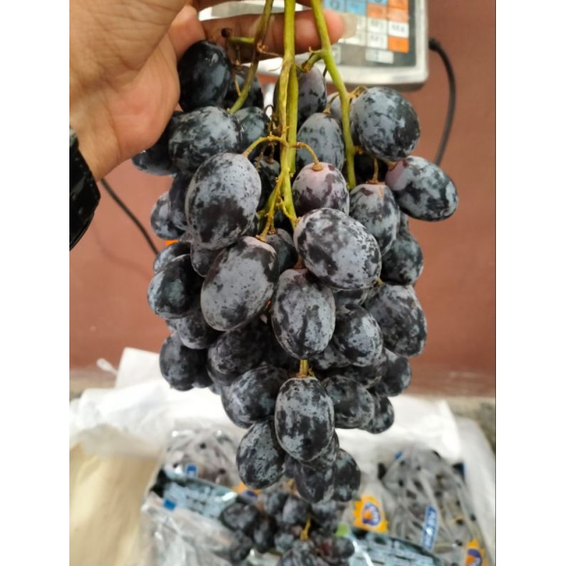 

Buah anggur hitam autumn royal seedless tanpa biji 1kg