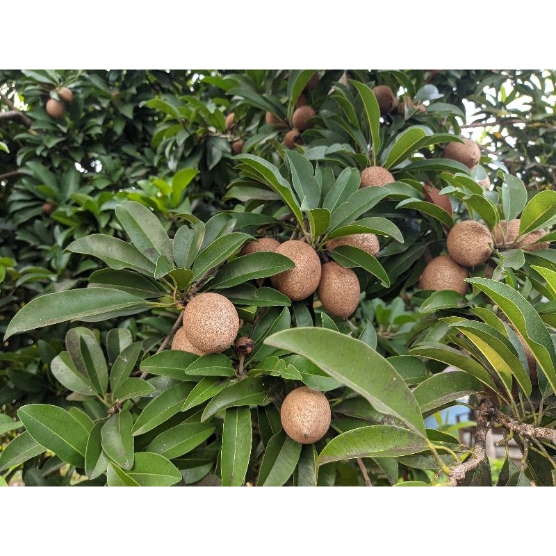 

Tambulampot Sawo Manis Pohon Buah Tropis Manis Cepat Berbuah Tanaman Sawo Batang Besar Premium Unggul