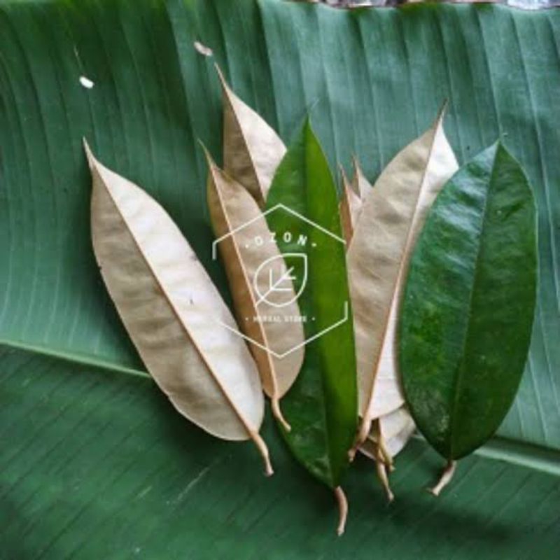 

Daun kadu segar 100gr
