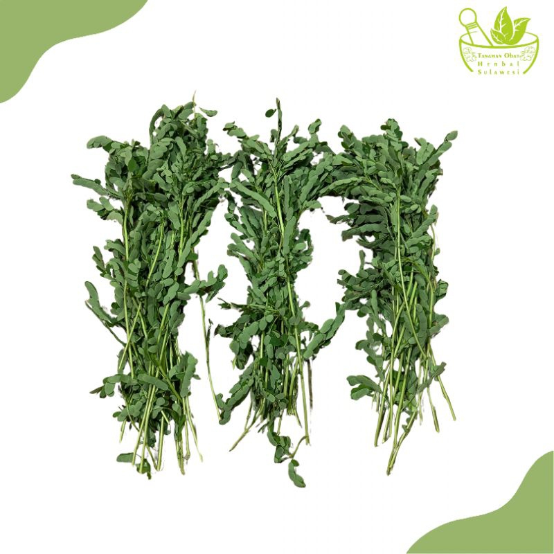 

Daun Meniran Segar Baru Dipetik (200 Gram)