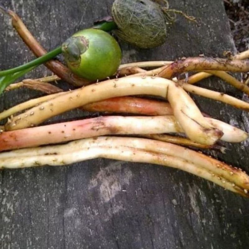 

Akar pinang/Akar jambe muda basah untuk stamina pria Dewasa 250grm