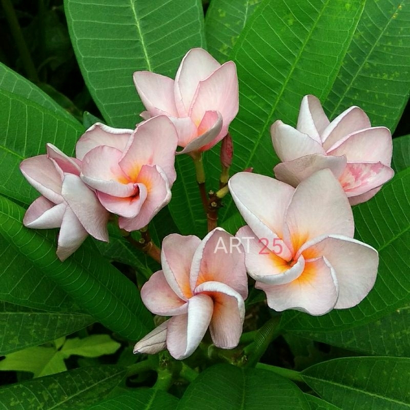 Plumeria 'Jack Purple' Kamboja Bali Cutting Stek Batang