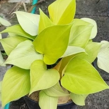 Homalomena Golden Tanaman Hias Daun Sejenis Aglonema