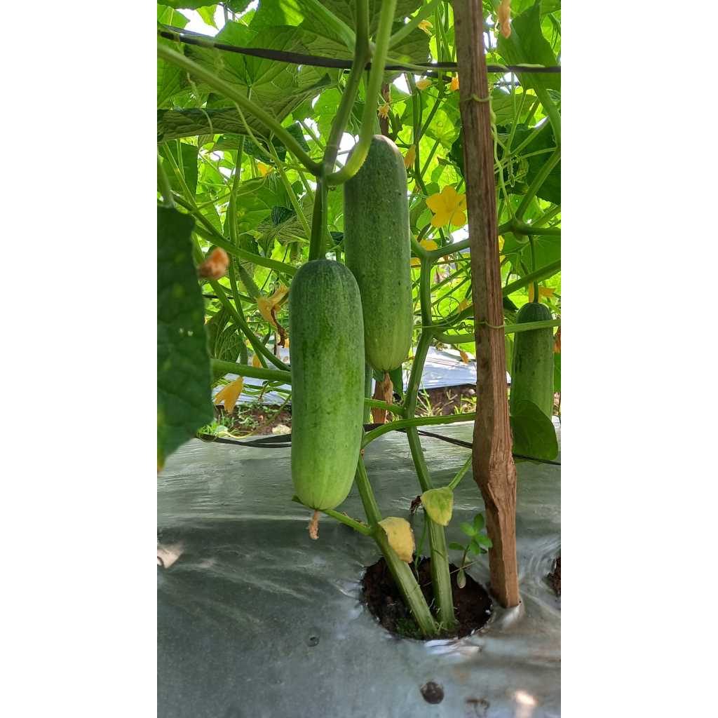 

TIMUN SEGAR 1KG