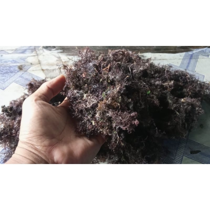 

Rumput Laut kades/ Rumput Laut gelideum,mentah/ kering bahan Agar Agar / Puding.