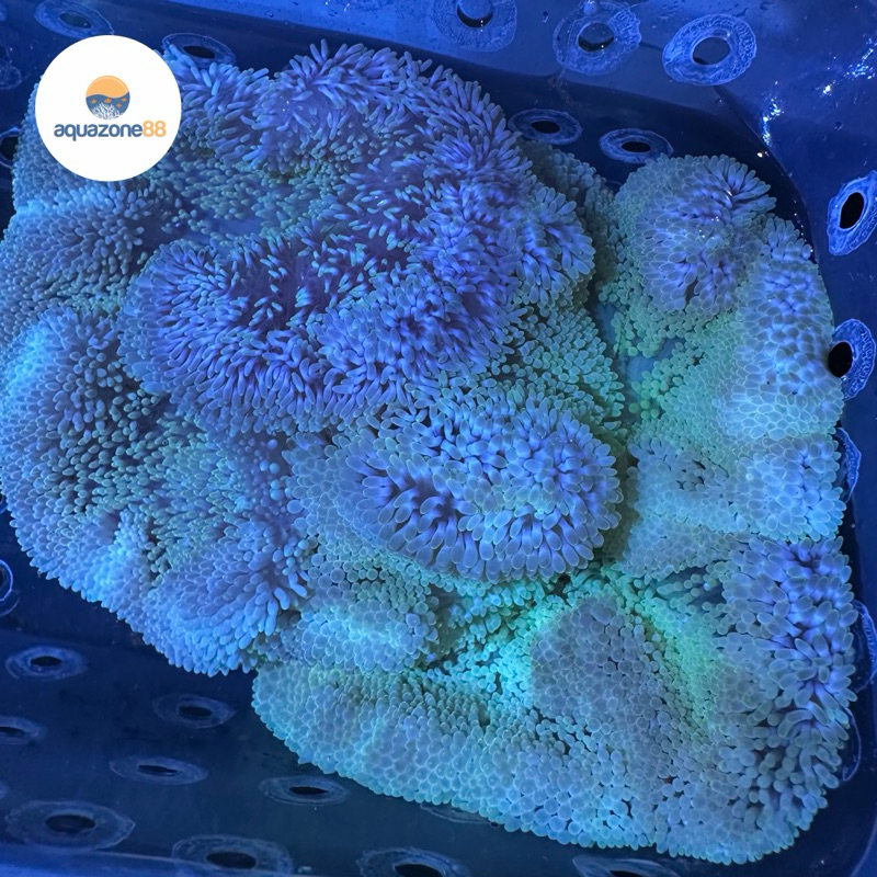 Anemon Karpet Hijau Ijo Tosca Anemon Nemo Clownfish