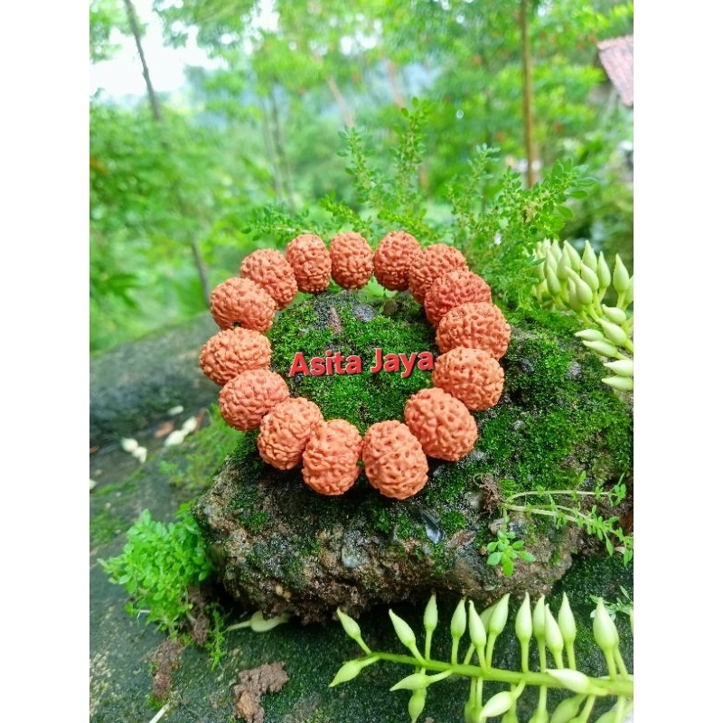 gelang genitri rudrakhsa 8 mukhi