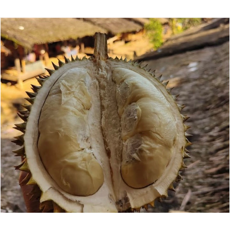 

durian baduy manis legit | duren dari baduy super