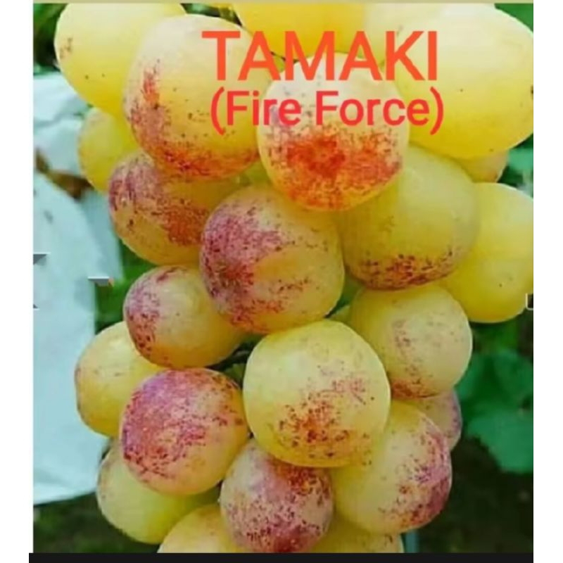 bibit anggur import (tamaki)