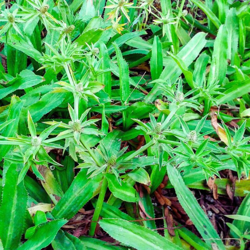 

walang sangit atau walang cina termurah per tangkai