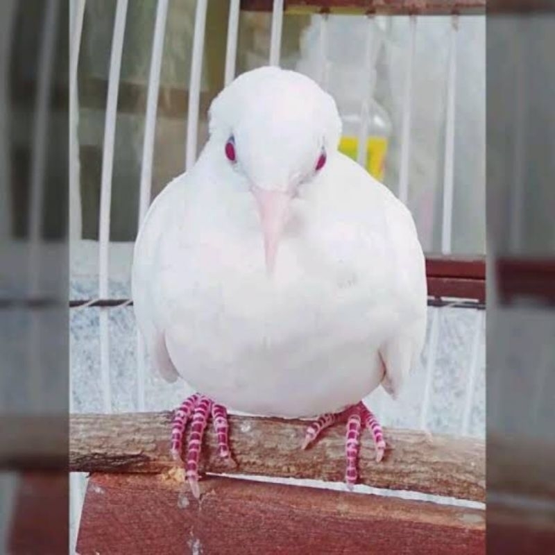 perkutut putih kapas mata merah pilihan rawatan