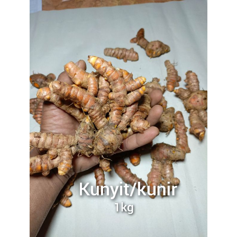 

Kunyit utuh segar 1kg bersih