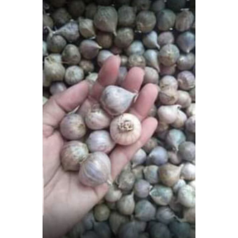 

Bawang Putih Tunggal 250gr