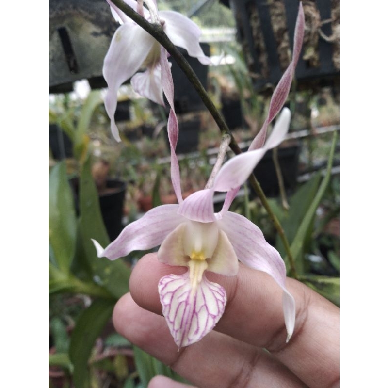 Anggrek dendrobium leporinum red devil