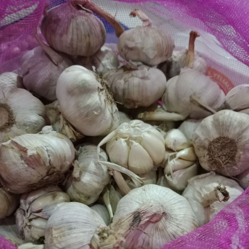 

bawang putih