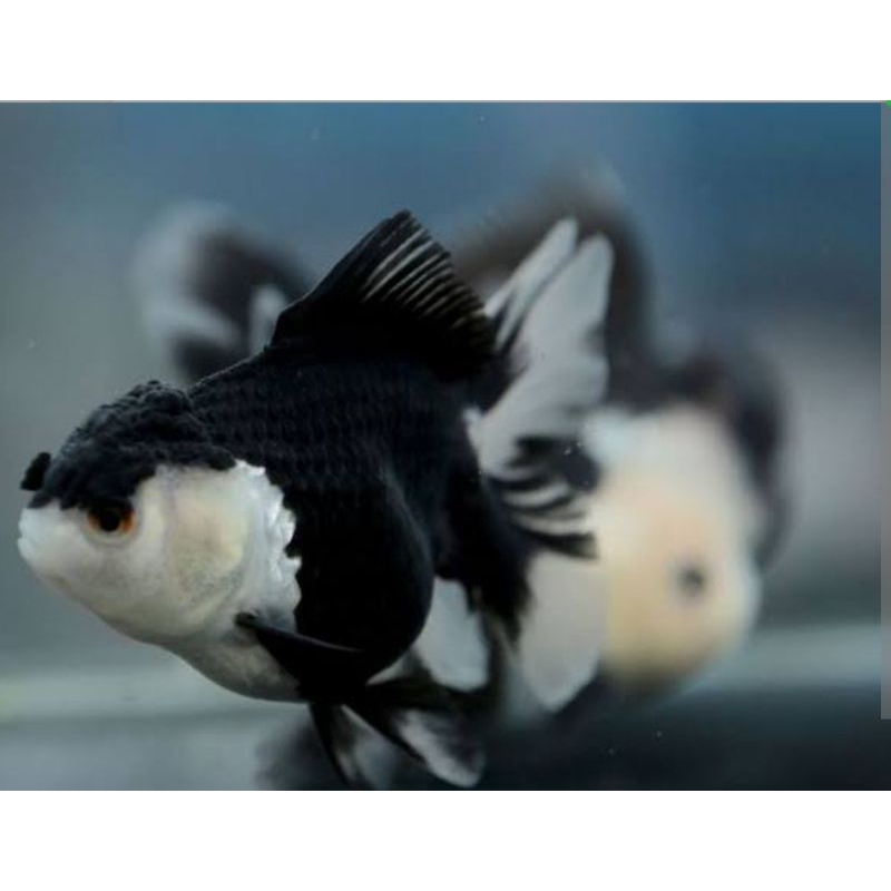 ikan mas koki panda panda,ranchu,bagong