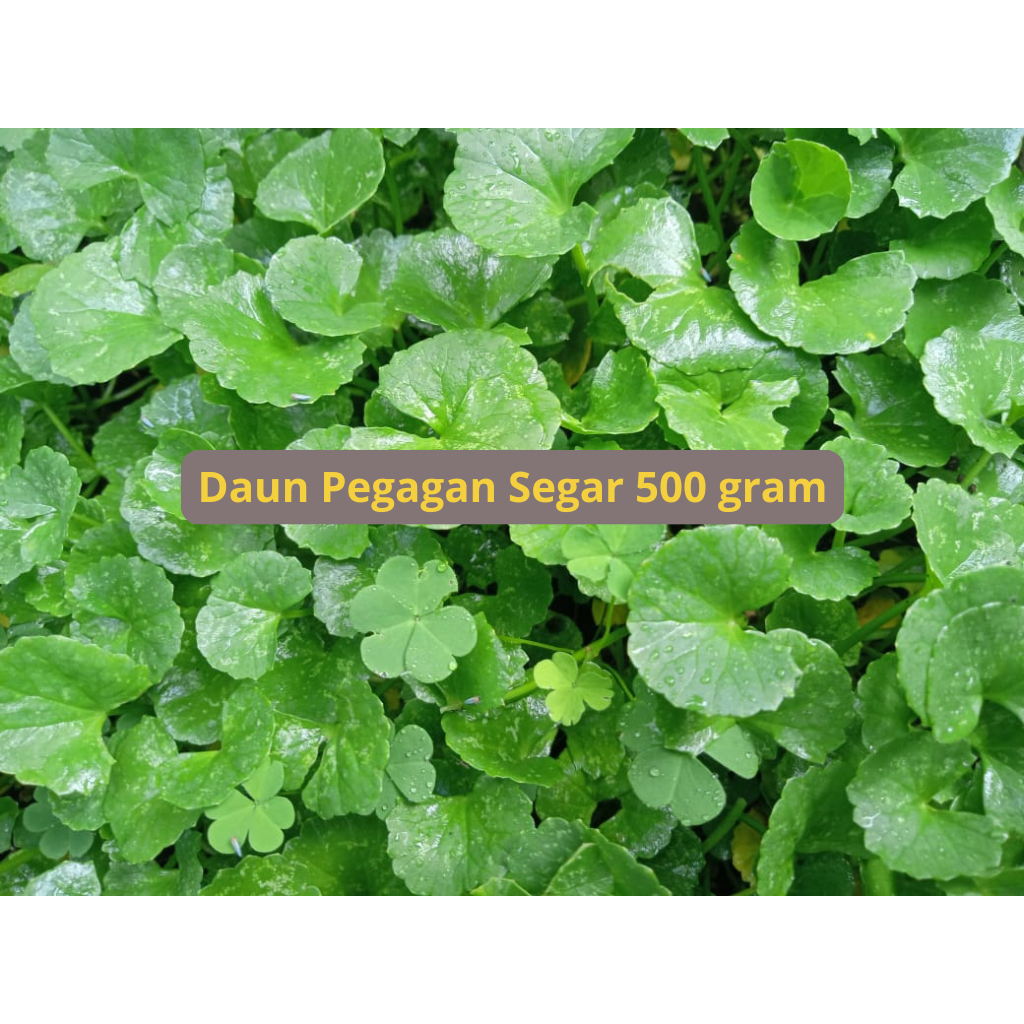 

Daun Pegagan / Antanan Segar 500 Gram