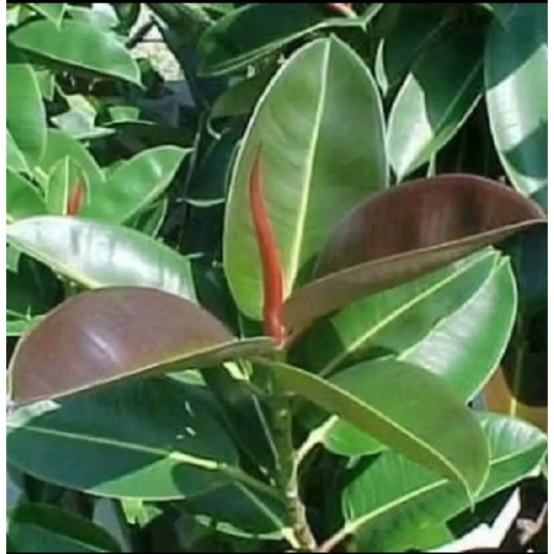 

jual daun karet kebo obat setrok,siap tanam mudah berakar