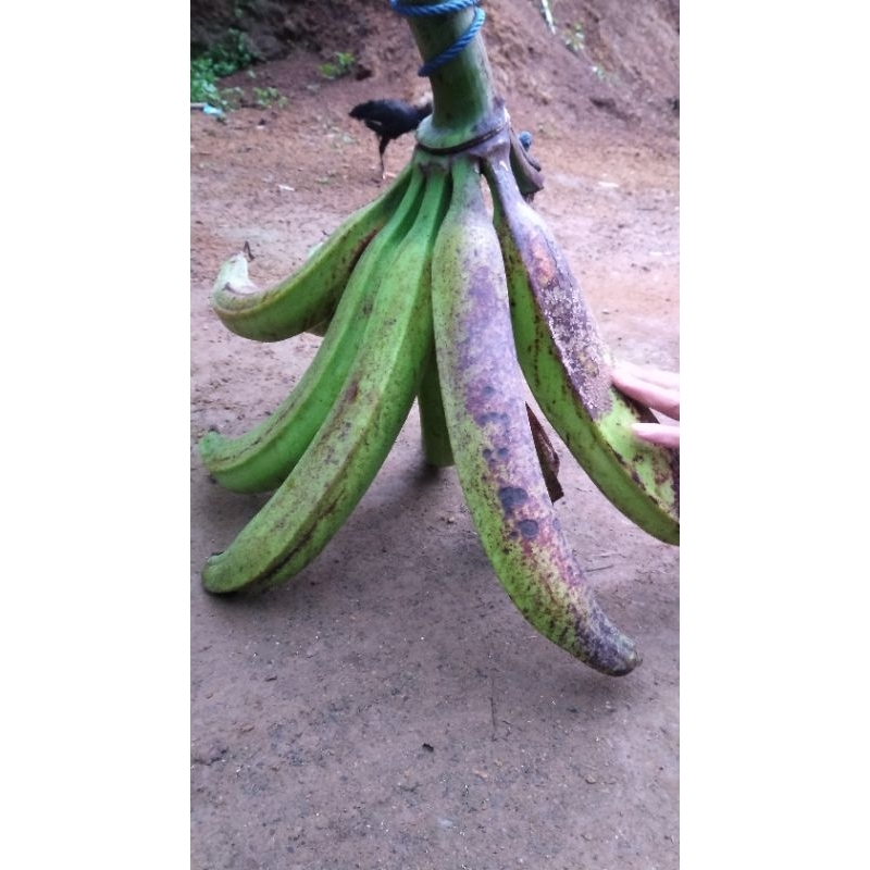 

pisang tanduk madu super asli cianjur/1kg