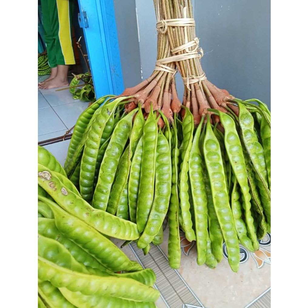 

PETAI TUA SEGAR 1 KG - HASIL BUMI GALUH CIAMIS