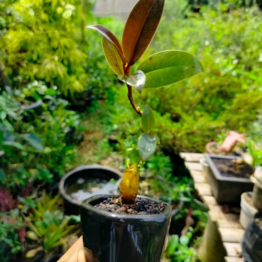 BIBIT TANAMAN HIAS BIBIT BONSAI Tanaman Hias bonsai Shito Ficus Elastica karetkebo dari biji bercaud