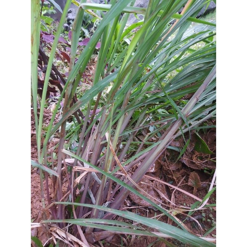 

Sereh wangi merah | sereh wangi 500 gram