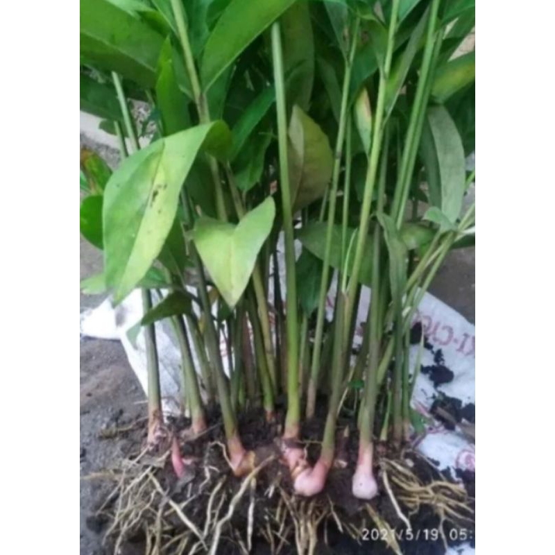 bibit lengkuas