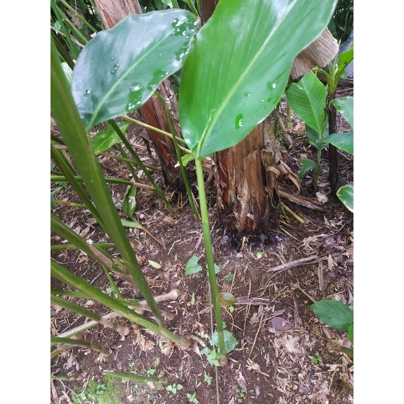 bibit kapulaga per 1 batang | kapulaga lokal ( Beli 5 gratis 1 )