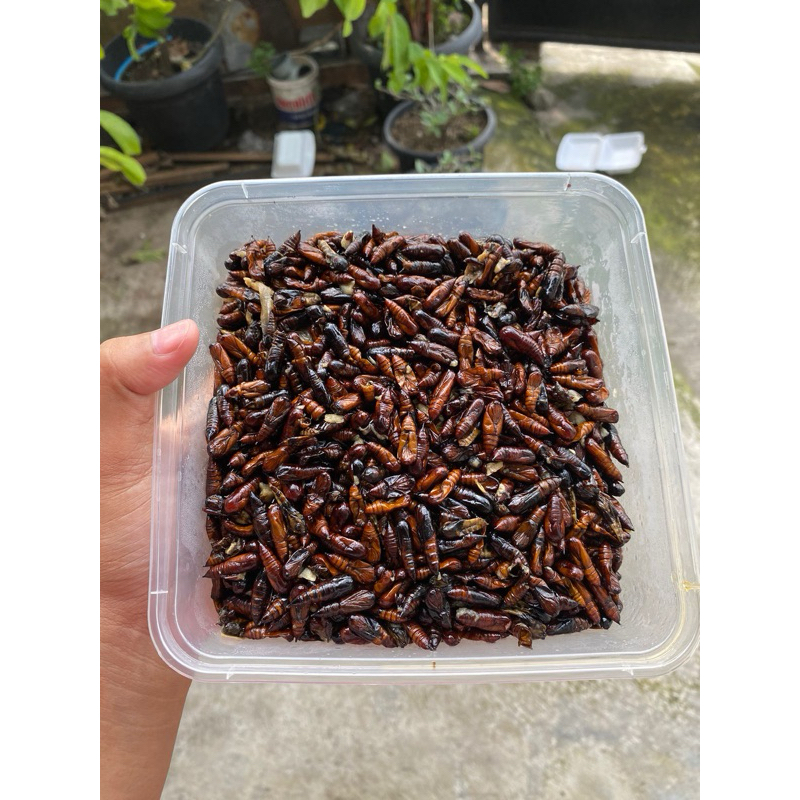 

Ungkrung Jati Mateng
