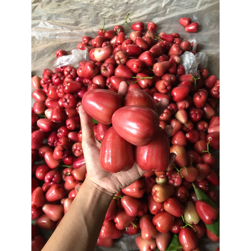 

jambu air/ jambu delima/jambu/ jambu manis