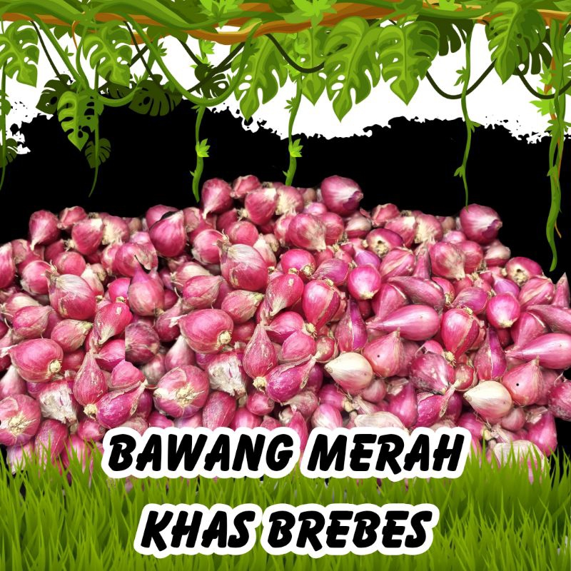 

Bawang Merah Khas Brebes di Ambil Langsung dari Petaninya.