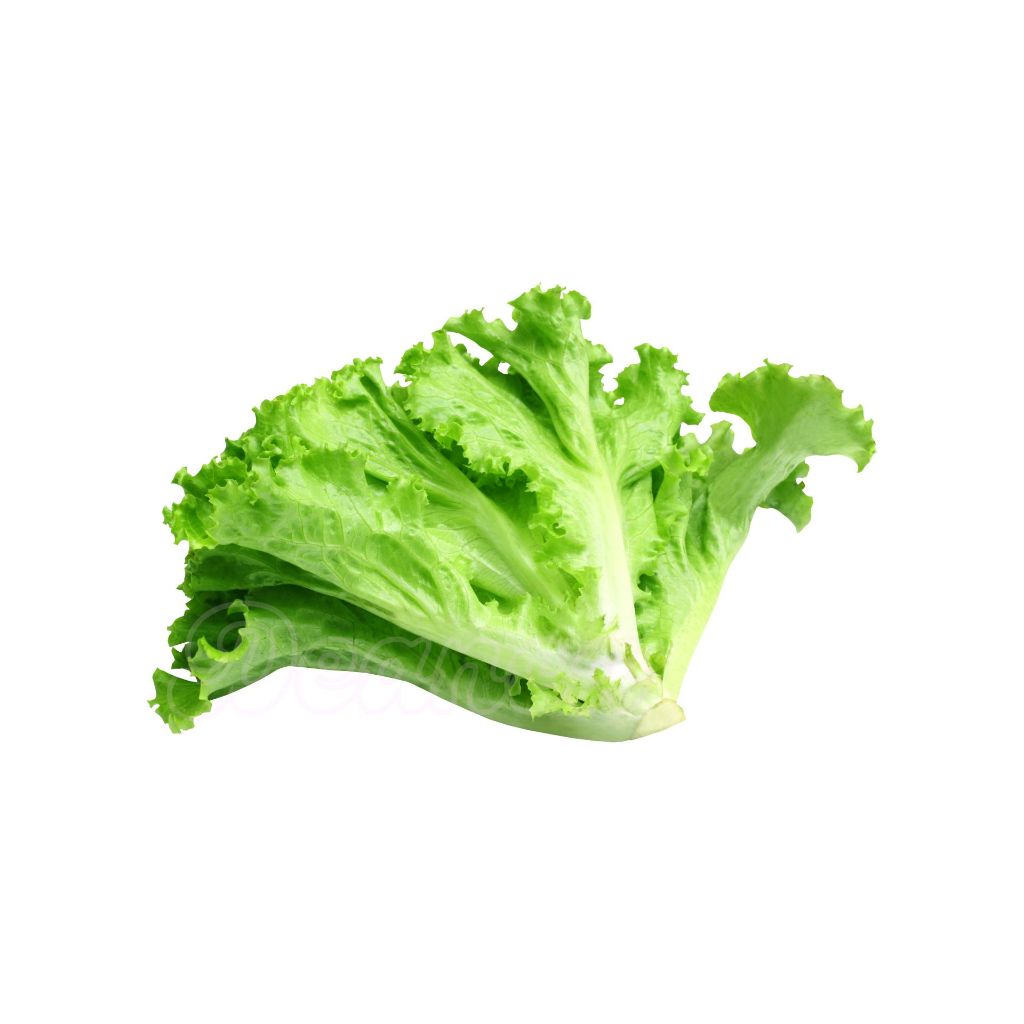 

Selada Segar | Fresh Lettuce
