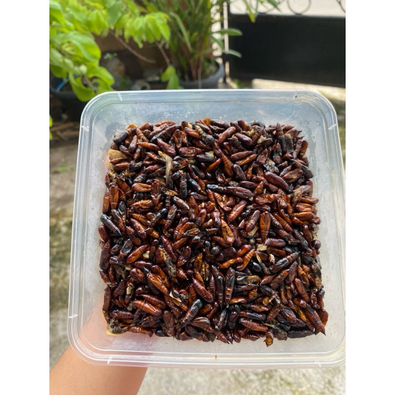 

ungkrung/entung jati mateng