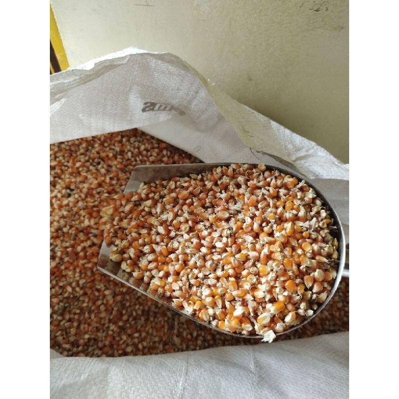 jagung kristal jagung Unyil jagung super 1 kg. pakan hewan ayam burung merpati