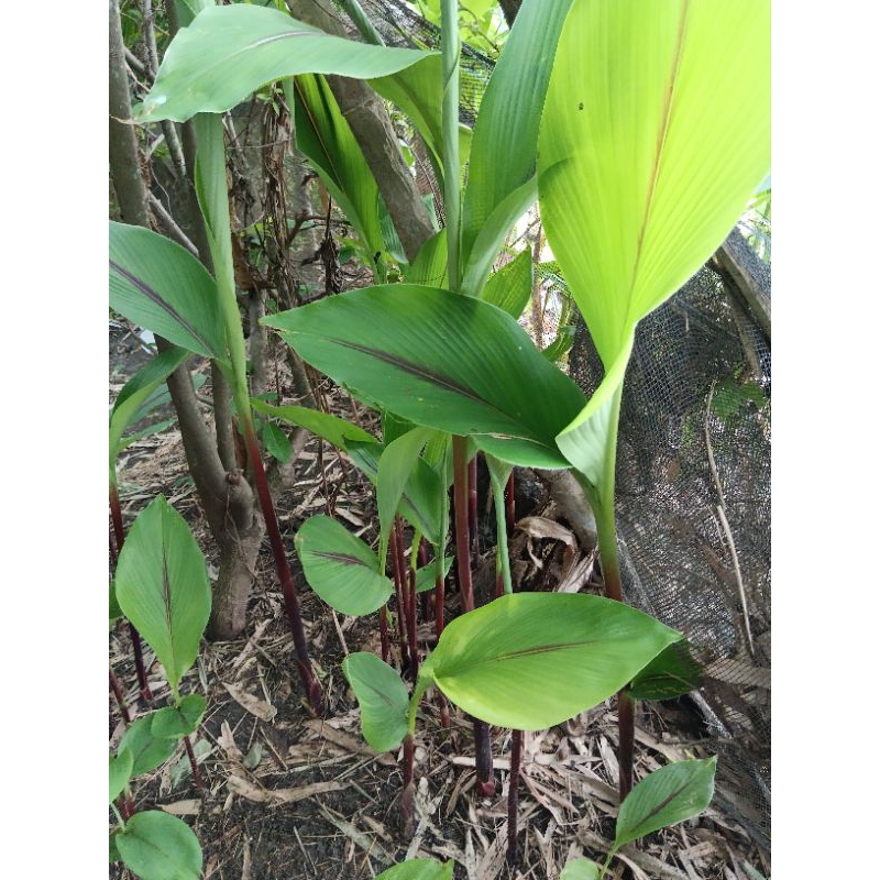 

temu hitam/temu ireng segar kemasan 1kg(1000gr) setengah kg(500gr)