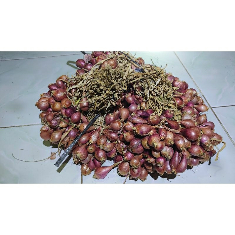 

Bibit Bawang Merah Brebes