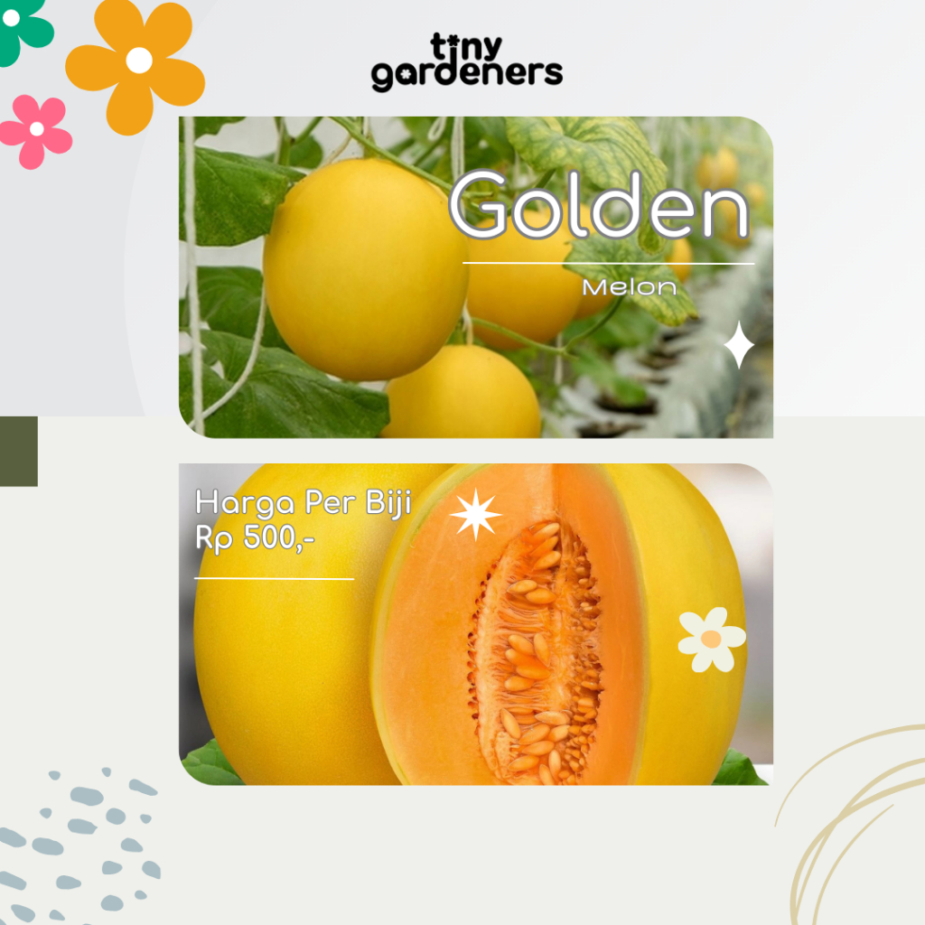 Biji Golden Melon | Melon | Benih Melon | Golden Melon Seeds
