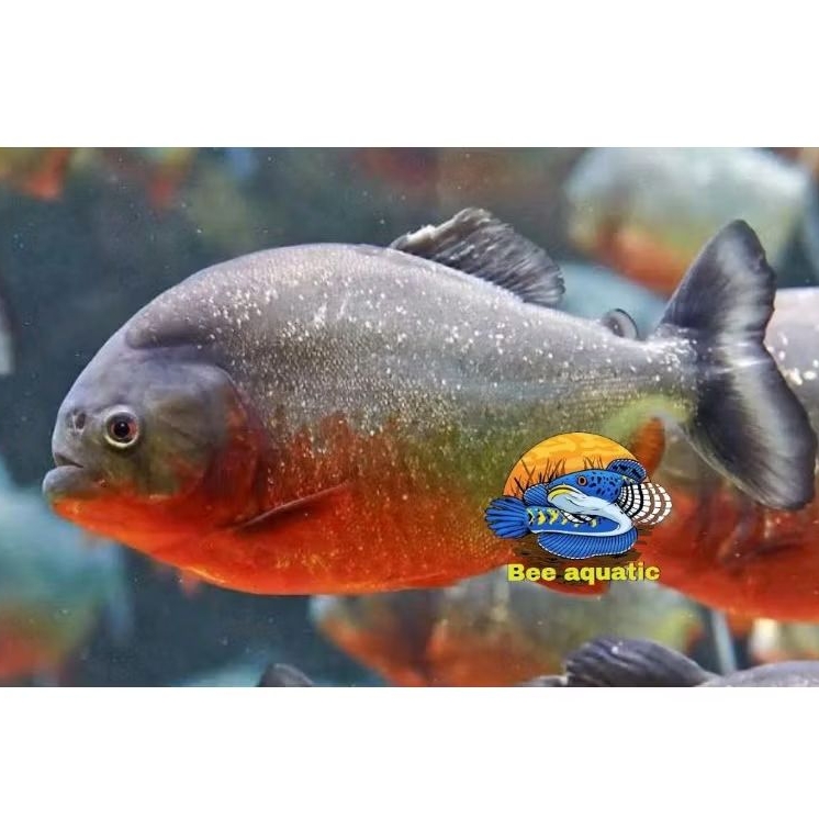 Senar kail pancing piranha red belied rbp memancing